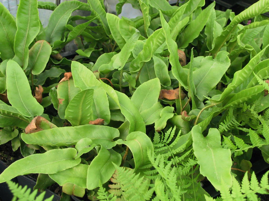 Phyllitis scolopendrium - junge Pflanzen.jpg